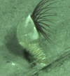 Barnacle
