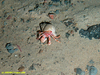 Hermit Crab