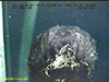 Benthothurian sea cucumber