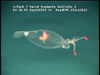 Leachia sp. cranchiid squid