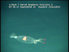 Leachia sp. cranchiid squid