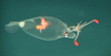 Leachia sp. cranchiid squid