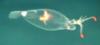 Leachia sp. cranchiid squid