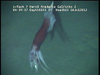 Todarodes squid