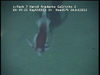 Todarodes squid