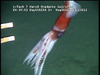 Todarodes squid