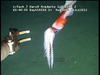 Todarodes squid