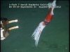 Todarodes squid