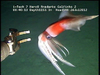 Todarodes squid