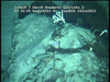 Cnidarians from Mozambique