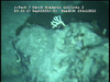 Cnidarians from Mozambique