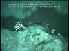 Cnidarians from Mozambique