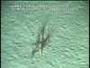 Cnidarians from Mozambique