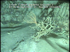 Cnidarians from Mozambique