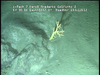 Cnidarians from Mozambique