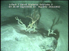 Cnidarians from Mozambique