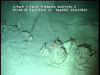 Cnidarians from Mozambique