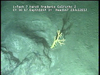 Cnidarians from Mozambique