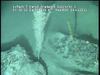 Cnidarians from Mozambique