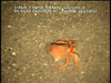 possibly Parapagurus pilosimanus (and Epizoanthus paguriphilus anemone) from Mozambique