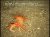 possibly Parapagurus pilosimanus (and Epizoanthus paguriphilus anemone) from Mozambique