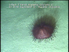 Echinoid from Mozambique (possibly Phormosoma placenta)