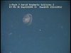 a ctenophore from Mozambique