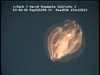 a ctenophore from Mozambique