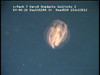 a ctenophore from Mozambique