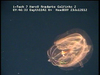 a ctenophore from Mozambique