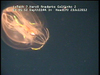 a ctenophore from Mozambique