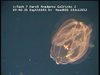 a ctenophore from Mozambique