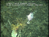 Hard substratum communities from Golfinho Mozambique