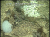 Hard substratum communities from Golfinho Mozambique