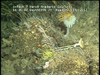 Hard substratum communities from Golfinho Mozambique