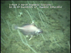 Hard substratum communities from Golfinho Mozambique