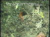 Hard substratum communities from Golfinho Mozambique