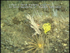 Hard substratum communities from Golfinho Mozambique