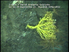 Hard substratum communities from Golfinho Mozambique