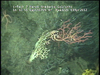 Hard substratum communities from Golfinho Mozambique