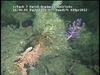 Hard substratum communities from Golfinho Mozambique