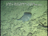 Hard substratum communities from Golfinho Mozambique