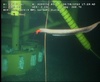 Synaphobranchid eel