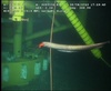 Synaphobranchid eel