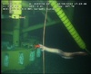 Synaphobranchid eel