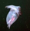 Swimming sea cucumber