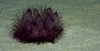 Phormosoma