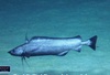 Antimora rostrata