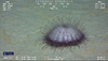 Echinothuriid