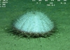 Echinothuriid